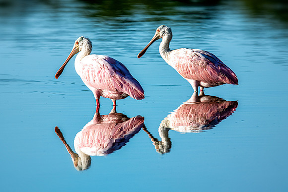 spoonbill pair 2020_10_18