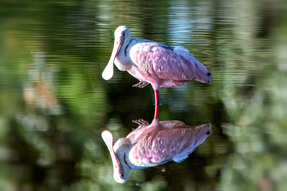 spoonbill single leg 2020_10_18