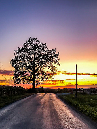 Ninevah tree sunset 2019_10_15
