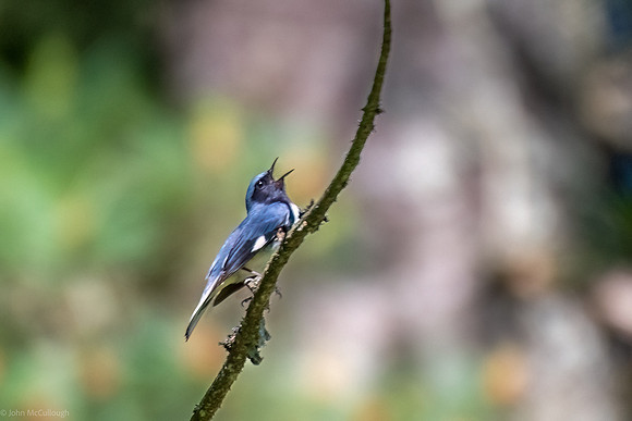 black throated blue warbler
