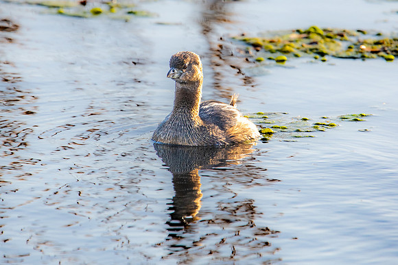 pied-billed grebe huntington beach 2022_03_07-facebook