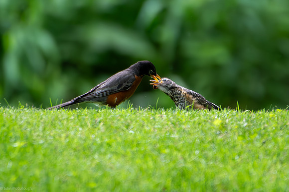 robin feeding