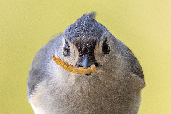 titmouse with mealworm 2020_03_01