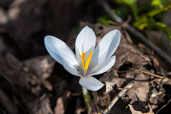 Crocus 2020_03_12
