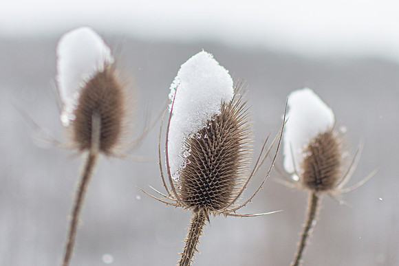 teasle 2020_02_08