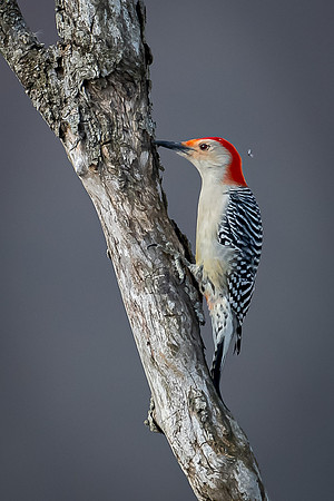 red-bellied woodpecker 2020_03_09