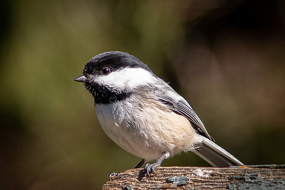 chickadee 2020_03_07