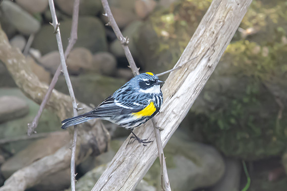 yellow-rumped warbler 2020_05_12