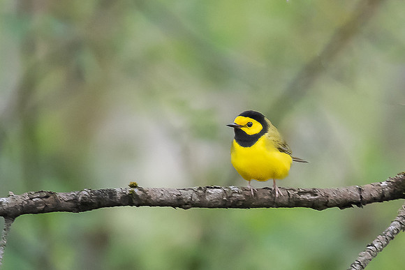 hooded warbler 2020_05_12