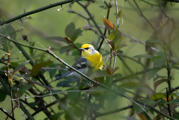 blue-winged warbler 2020_05_12