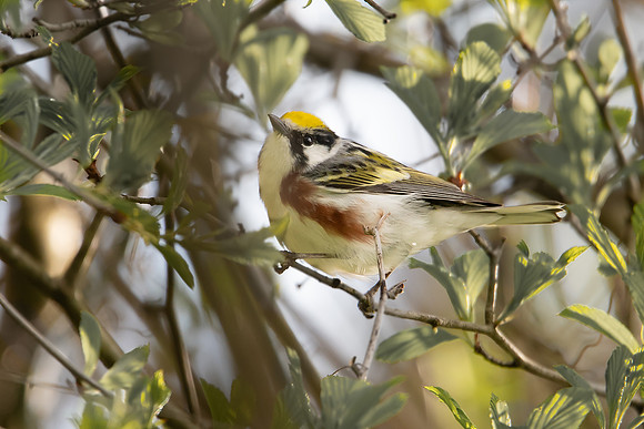 chestnut-sided warbler 2020_05_12