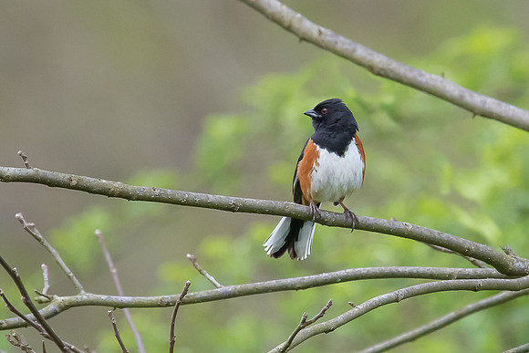 towhee 2020_05_12