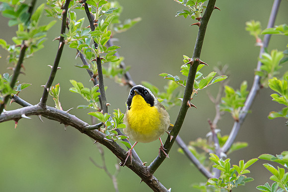 yellowthroat2 2020_05_14
