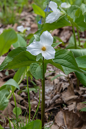 white trillium 2020_05_12