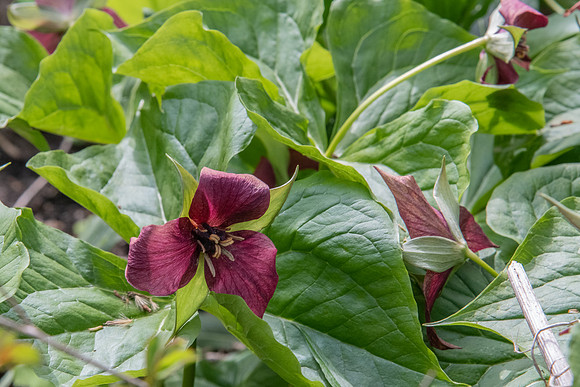 red trillium 2020_05_12