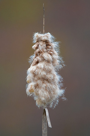 cattail 2020_05_14