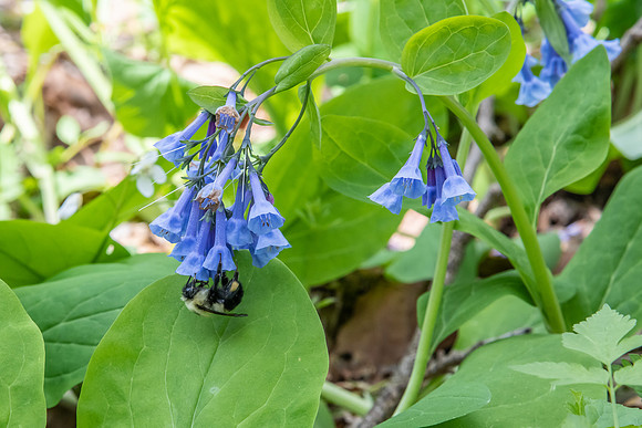 virginia bluebells with bee 2020_05_12