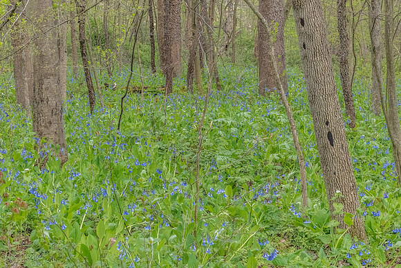 Virginia bluebells1 2020_05_12