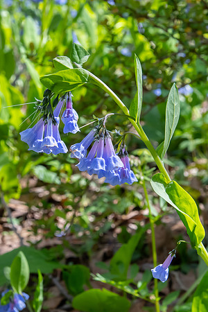 Virginia bluebells2 2020_05_12