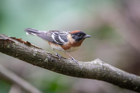 bay-breasted warbler 2020_05_18