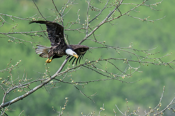 eagle flight 2020_05_18