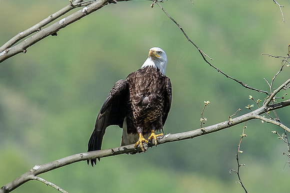eagle pose 2020_05_18