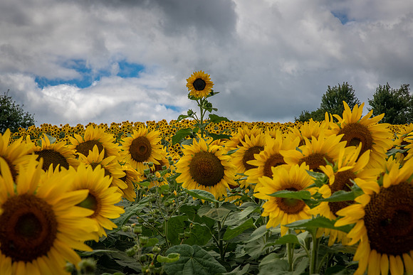sunflowers from sunnybs 2020_08_30-8