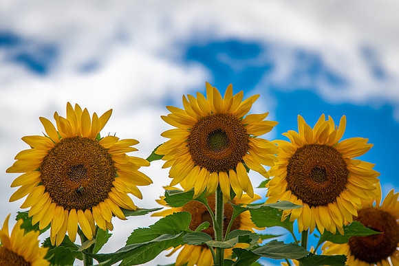sunflowers from sunnybs 2020_08_30-5