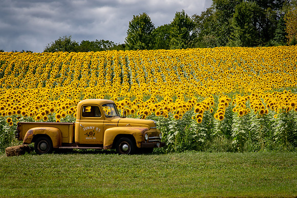 sunflowers from sunnybs 2020_08_30-6