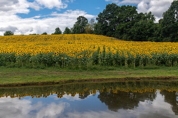 sunflowers from sunnybs 2020_08_30