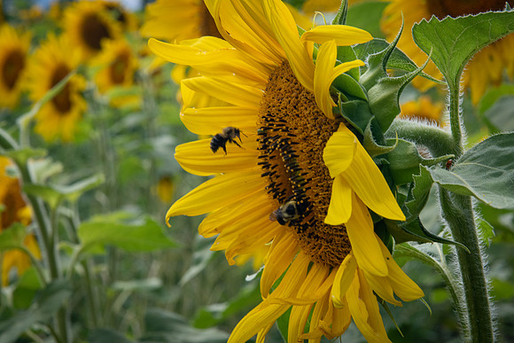 sunflowers from sunnybs 2020_08_30-7