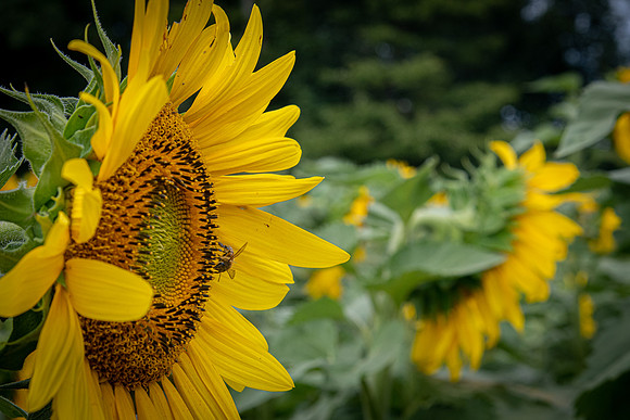 sunflowers from sunnybs 2020_08_30-2