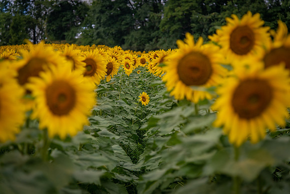 sunflowers from sunnybs 2020_08_30-4