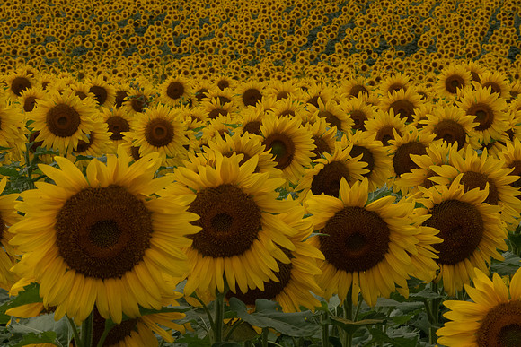 sunflowers from sunnybs 2020_08_30-3