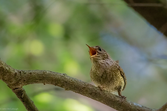 winter wren