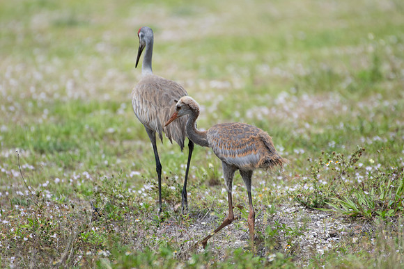 sandhill crane colt
