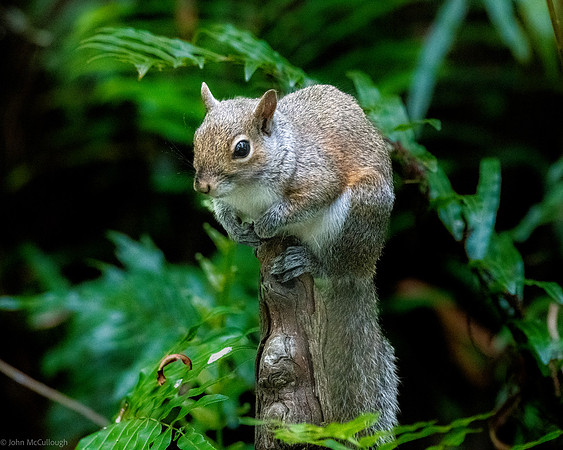 squirrel on cypress knee