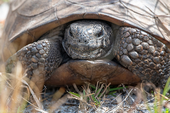 gopher tortoise