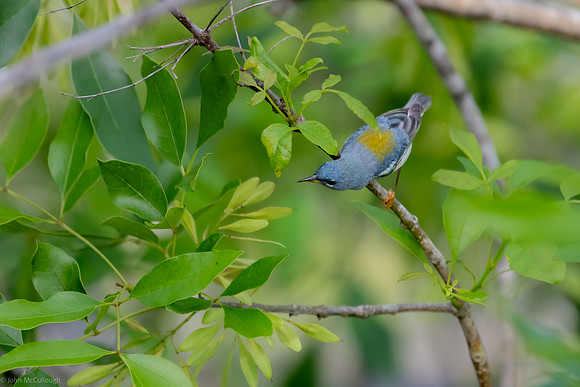 parula at lettuce lake