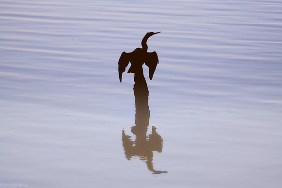 anihinga silouette