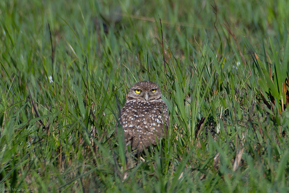 burrowing owl 3