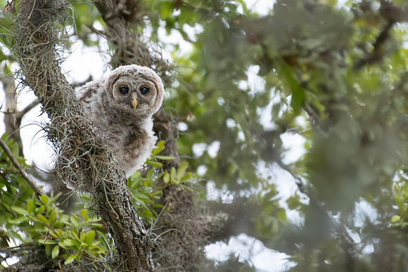 barred owlet kissimmee 5
