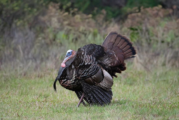 osceola gobbler 2