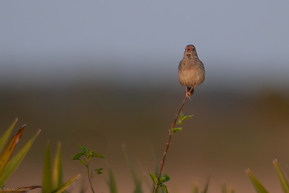 bachmans sparrow singing