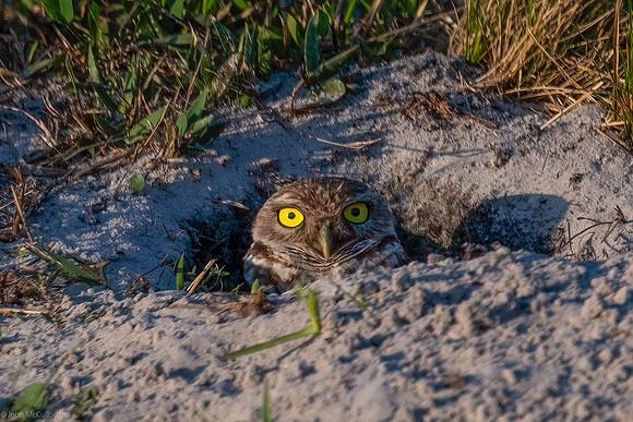 burrowing owl 2