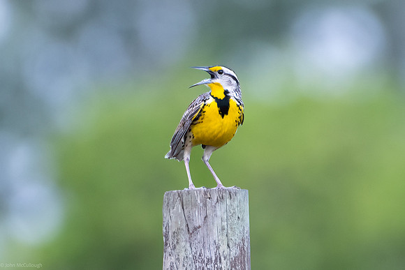 meadowlark -3