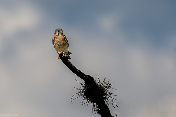 american kestrel 2