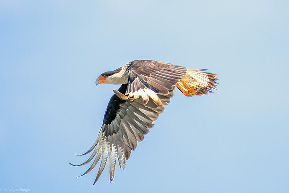 Crested Caracara in flight-3