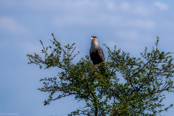Crested Caracara