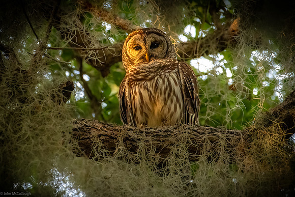 barred owl istokpoga